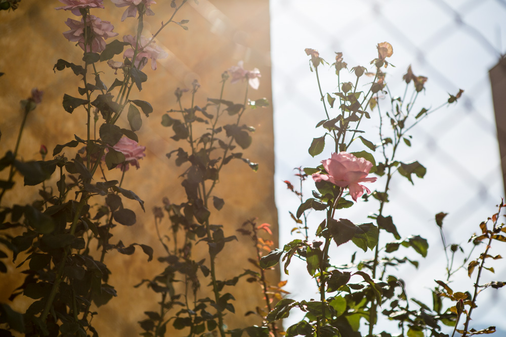 City roses, Macedonia.